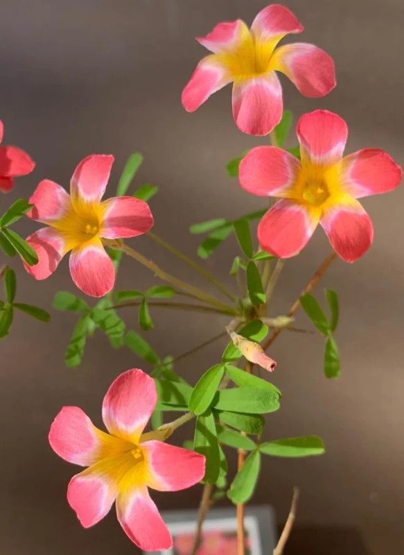 CandyBox Pomegranate Oxalis Live Plant - Flowering Perennial in 4 Inch Pot CandyBox Pomegranate Oxalis Live Plant - Flowering Perennial in 4 Inch Pot - Image 3