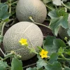 Cantaloupe Live Plants - Hales Best Jumbo Melon, 3-5 Inch Tall, 2-Pack - Image 1