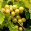 Carlos Muscadine Grape Plant – Live Vine – 4-6 Inch Tall – Outdoor Fruit Plant Carlos Muscadine Grape Plant – Live Vine – 4-6 Inch Tall – Outdoor Fruit Plant - Image 1