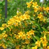 Carolina Jasmine Live Plant 4-7 inches Tall - Fragrant Climbing Vine Indoor/Outdoor - Image 1