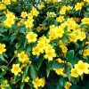 Carolina Jasmine Live Plant – Yellow Climbing Vine – 4-6 Inch Tall – Outdoor Carolina Jasmine Live Plant – Yellow Climbing Vine – 4-6 Inch Tall – Outdoor - Image 1
