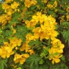 Cassia Bicapsularis Live Plant - 3-8" Tall Starter - Bright Yellow Flowers Butterfly Bush for Outdoor Garden Cassia Bicapsularis Live Plant - 3-8" Tall Starter - Bright Yellow Flowers Butterfly Bush for Outdoor Garden - Image 1