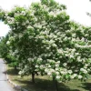 Catalpa Tree Live Plants - Set of 2 Bare Root Seedlings, 6-12 Inch Tall, Outdoor - Image 1