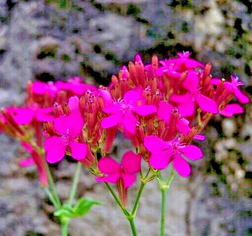 Catchfly Seeds, Pink Silene Ameria Flower Seeds, 100 Seeds, Blooms Fast, Outdoor - Image 2