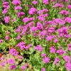 Catchfly Seeds, Pink Silene Ameria Flower Seeds, 100 Seeds, Blooms Fast, Outdoor - Image 1