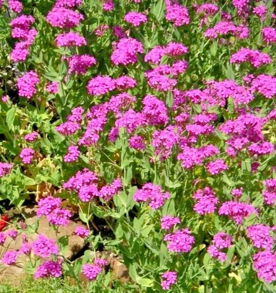 Catchfly Seeds, Pink Silene Ameria Flower Seeds, 100 Seeds, Blooms Fast, Outdoor - Image 1
