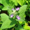 Catnip Live Starter Plant for Cats - 4-6 Inch Tall Mint Herb Plant for Garden - Image 1