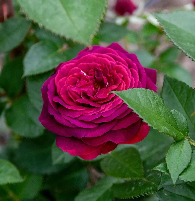 Celestial Nights Floribunda Rose Live Plant – Purple Rose Bush, 5-9 Inch Tall, Fragrant, Outdoor Celestial Nights Floribunda Rose Live Plant – Purple Rose Bush, 5-9 Inch Tall, Fragrant, Outdoor - Image 2