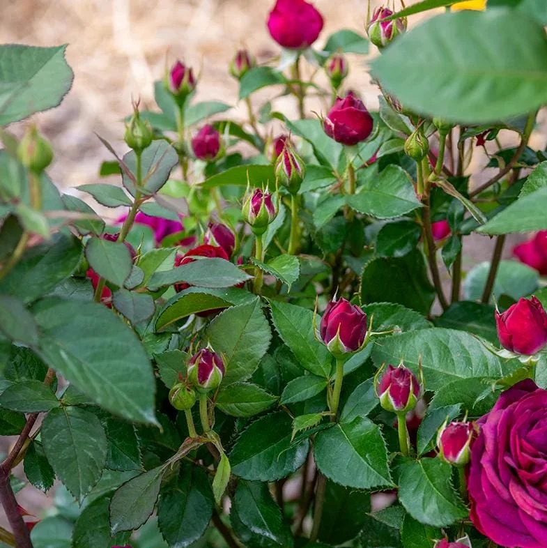 Celestial Nights Floribunda Rose Live Plant – Purple Rose Bush, 5-9 Inch Tall, Fragrant, Outdoor Celestial Nights Floribunda Rose Live Plant – Purple Rose Bush, 5-9 Inch Tall, Fragrant, Outdoor - Image 3