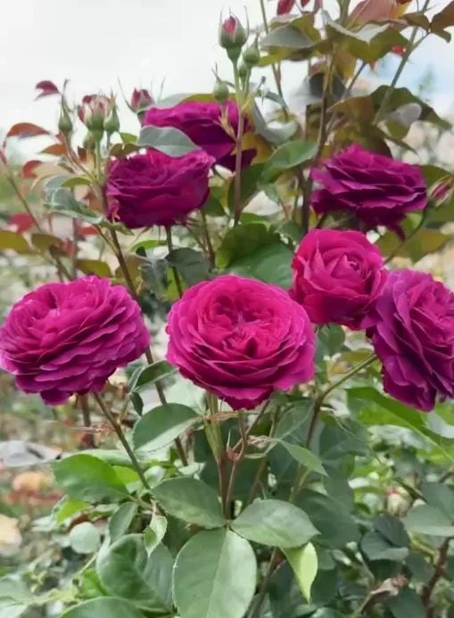 Celestial Nights Floribunda Rose Live Plant – Purple Rose Bush, 5-9 Inch Tall, Fragrant, Outdoor Celestial Nights Floribunda Rose Live Plant – Purple Rose Bush, 5-9 Inch Tall, Fragrant, Outdoor - Image 4