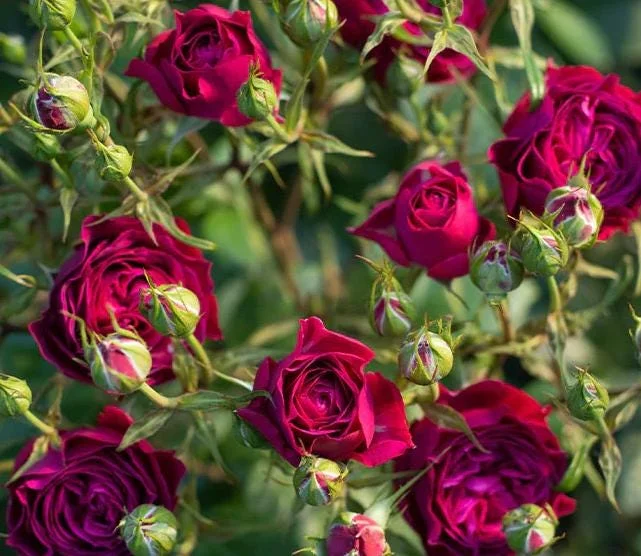 Celestial Nights Floribunda Rose Live Plant – Purple Rose Bush, 5-9 Inch Tall, Fragrant, Outdoor Celestial Nights Floribunda Rose Live Plant – Purple Rose Bush, 5-9 Inch Tall, Fragrant, Outdoor - Image 5