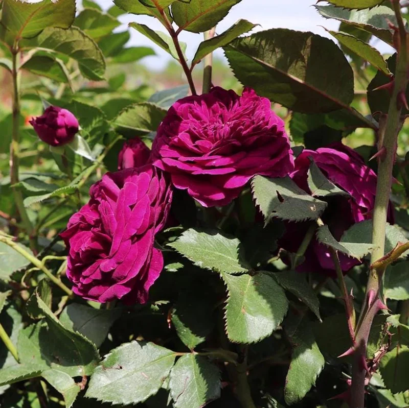 Celestial Nights Floribunda Rose Live Plant – Purple Rose Bush, 5-9 Inch Tall, Fragrant, Outdoor Celestial Nights Floribunda Rose Live Plant – Purple Rose Bush, 5-9 Inch Tall, Fragrant, Outdoor - Image 6