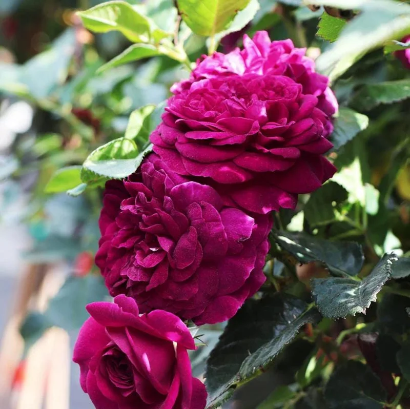 Celestial Nights Floribunda Rose Live Plant – Purple Rose Bush, 5-9 Inch Tall, Fragrant, Outdoor Celestial Nights Floribunda Rose Live Plant – Purple Rose Bush, 5-9 Inch Tall, Fragrant, Outdoor - Image 7
