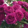 Celestial Nights Floribunda Rose Live Plant – Purple Rose Bush, 5-9 Inch Tall, Fragrant, Outdoor Celestial Nights Floribunda Rose Live Plant – Purple Rose Bush, 5-9 Inch Tall, Fragrant, Outdoor - Image 1