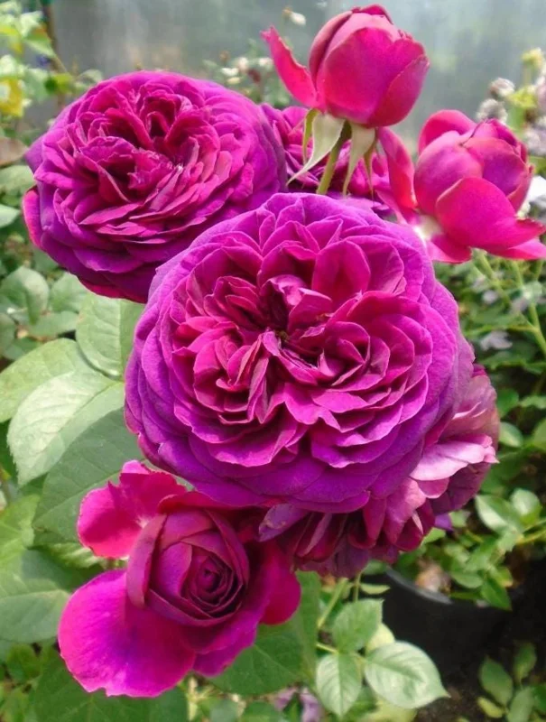 Celestial Nights Floribunda Rose Live Plant – Purple Rose Bush, 5-9 Inch Tall, Fragrant, Outdoor Celestial Nights Floribunda Rose Live Plant – Purple Rose Bush, 5-9 Inch Tall, Fragrant, Outdoor - Image 8