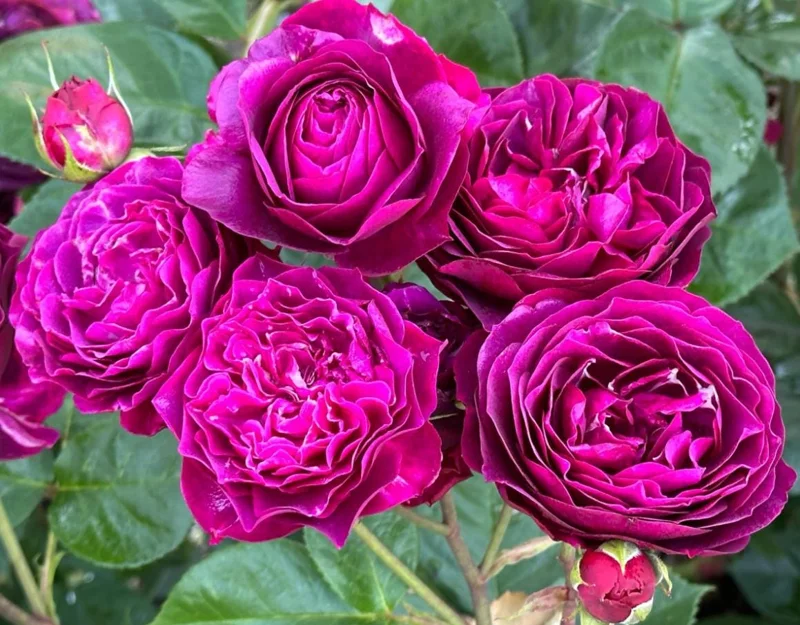 Celestial Nights Floribunda Rose Live Plant – Purple Rose Bush, 5-9 Inch Tall, Fragrant, Outdoor Celestial Nights Floribunda Rose Live Plant – Purple Rose Bush, 5-9 Inch Tall, Fragrant, Outdoor - Image 9