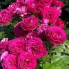 Celestial Nights Rose Plant Live - Purple Hybrid Tea Bush for Outdoors, 4-7 Inch Tall - Image 1