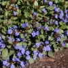 Ceratostigma Plumbaginoides Hardy Blue Plumbago Plant - 4-6 Inch Tall Perennial - Image 1