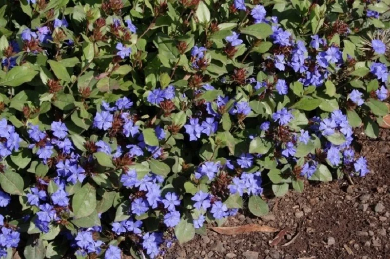 Ceratostigma Plumbaginoides Hardy Blue Plumbago Plant - 4-6 Inch Tall Perennial - Image 1