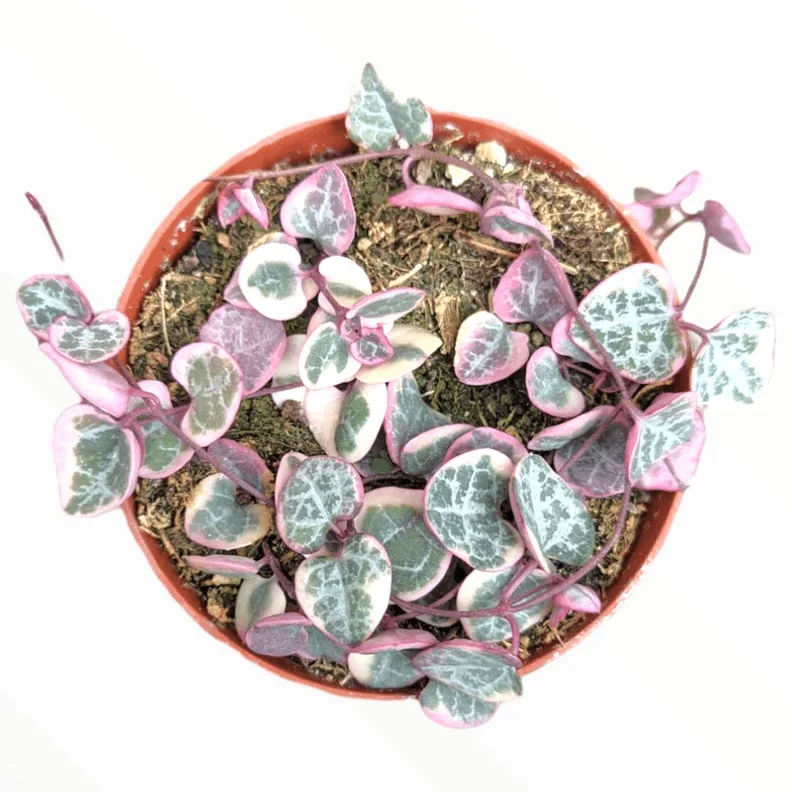 Ceropegia Woodii Variegated String of Hearts Succulent Plant 2 Inch for Indoor Outdoor Home Office Garden Decor Ceropegia Woodii Variegated String of Hearts Succulent Plant 2 Inch for Indoor Outdoor Home Office Garden Decor - Image 2