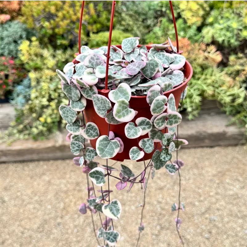 Ceropegia Woodii Variegated String of Hearts Succulent Plant 2 Inch for Indoor Outdoor Home Office Garden Decor Ceropegia Woodii Variegated String of Hearts Succulent Plant 2 Inch for Indoor Outdoor Home Office Garden Decor - Image 4