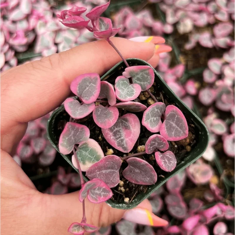 Ceropegia Woodii Variegated String of Hearts Succulent Plant 2 Inch for Indoor Outdoor Home Office Garden Decor Ceropegia Woodii Variegated String of Hearts Succulent Plant 2 Inch for Indoor Outdoor Home Office Garden Decor - Image 6