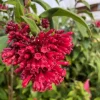 Cestrum Newellii Red Live Plant - 4 to 6 Inches Tall, Red Flower Shrub Cestrum Newellii Red Live Plant - 4 to 6 Inches Tall, Red Flower Shrub - Image 1