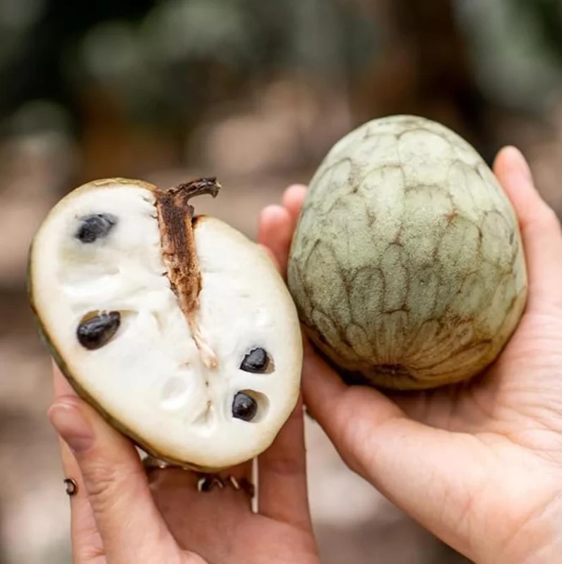 Cherimoya Live Tree – 2-2.5ft Seedling in 1 Gallon Pot – Tropical Fruit Plant Cherimoya Live Tree – 2-2.5ft Seedling in 1 Gallon Pot – Tropical Fruit Plant - Image 4