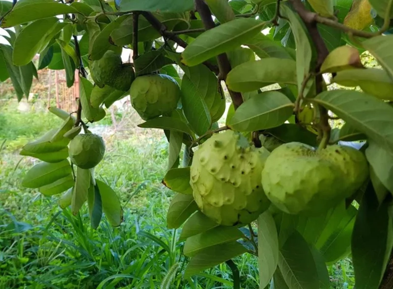 Cherimoya Live Tree – 2-2.5ft Seedling in 1 Gallon Pot – Tropical Fruit Plant Cherimoya Live Tree – 2-2.5ft Seedling in 1 Gallon Pot – Tropical Fruit Plant - Image 5