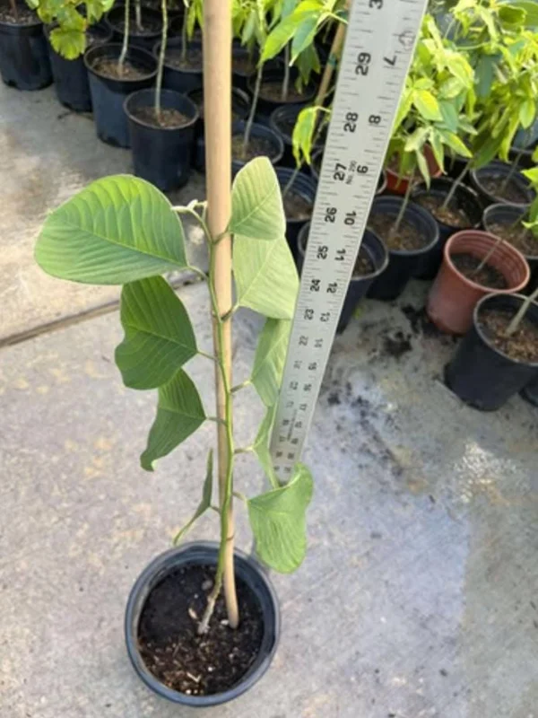 Cherimoya Live Tree – 2-2.5ft Seedling in 1 Gallon Pot – Tropical Fruit Plant Cherimoya Live Tree – 2-2.5ft Seedling in 1 Gallon Pot – Tropical Fruit Plant - Image 6