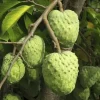 Cherimoya Live Tree – 2-2.5ft Seedling in 1 Gallon Pot – Tropical Fruit Plant - Image 1