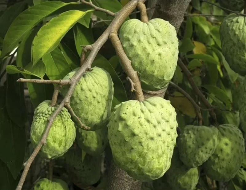Cherimoya Live Tree – 2-2.5ft Seedling in 1 Gallon Pot – Tropical Fruit Plant Cherimoya Live Tree – 2-2.5ft Seedling in 1 Gallon Pot – Tropical Fruit Plant - Image 1
