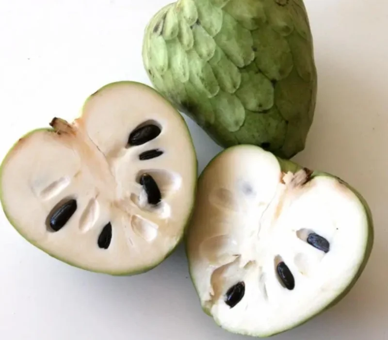 Cherimoya Live Tree – 2-2.5ft Seedling in 1 Gallon Pot – Tropical Fruit Plant Cherimoya Live Tree – 2-2.5ft Seedling in 1 Gallon Pot – Tropical Fruit Plant - Image 8