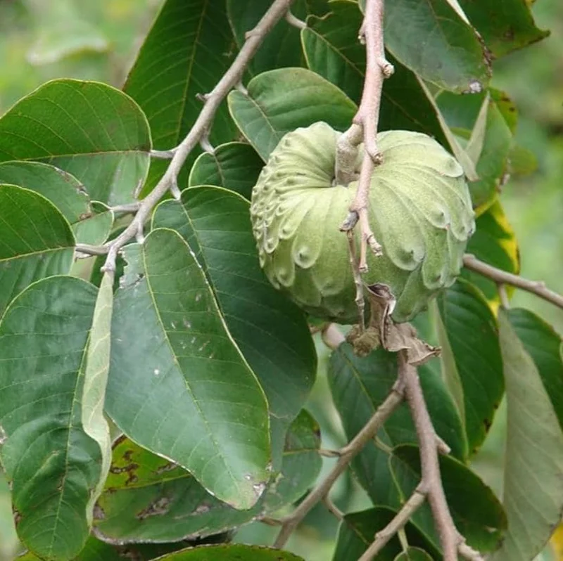 Cherimoya Live Tree – 2-2.5ft Seedling in 1 Gallon Pot – Tropical Fruit Plant Cherimoya Live Tree – 2-2.5ft Seedling in 1 Gallon Pot – Tropical Fruit Plant - Image 9