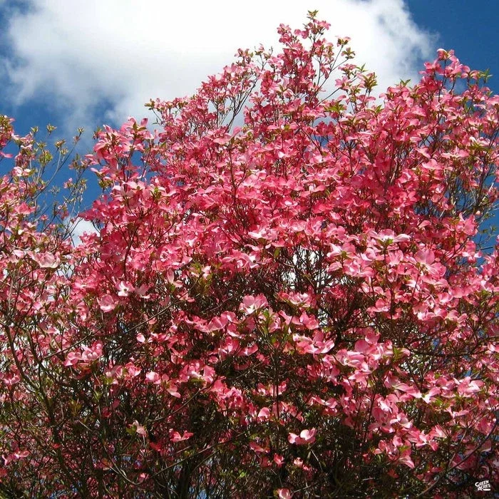 Cherokee Chief Dogwood Live Plant - Red Flowering Tree, 18+ In, Outdoor Cherokee Chief Dogwood Live Plant - Red Flowering Tree, 18+ In, Outdoor - Image 2