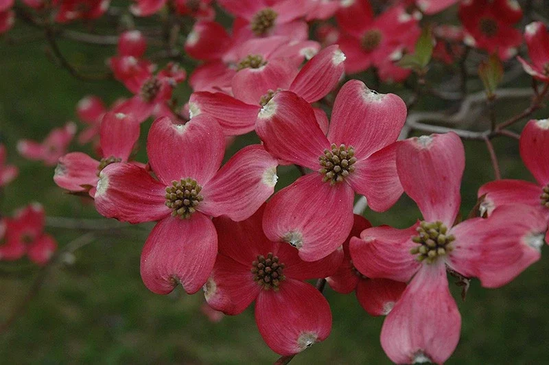 Cherokee Chief Dogwood Live Plant - Red Flowering Tree, 18+ In Tall, Outdoor Cherokee Chief Dogwood Live Plant - Red Flowering Tree, 18+ In Tall, Outdoor - Image 3