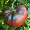 Cherokee Tomato Plant - Live 4 Inch Pot, Heirloom Slicing Tomato for Home Garden Cherokee Tomato Plant - Live 4 Inch Pot, Heirloom Slicing Tomato for Home Garden - Image 1