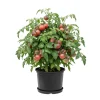 Cherokee Tomato Plant Seedling – 4-6 Inch Live Plant – Indoor Outdoor - Image 1
