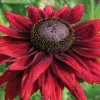 Cherry Brandy Rudbeckia Live Plant - Deep Red Black-Eyed Susan Flower, 3-5 Inch Tall Plug - Image 1