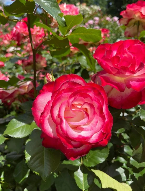 Cherry Parfait Grandiflora Rose Live Plant – 5-8" Tall Bi-Color Rose Bush Starter – Outdoor Cherry Parfait Grandiflora Rose Live Plant – 5-8" Tall Bi-Color Rose Bush Starter – Outdoor - Image 10
