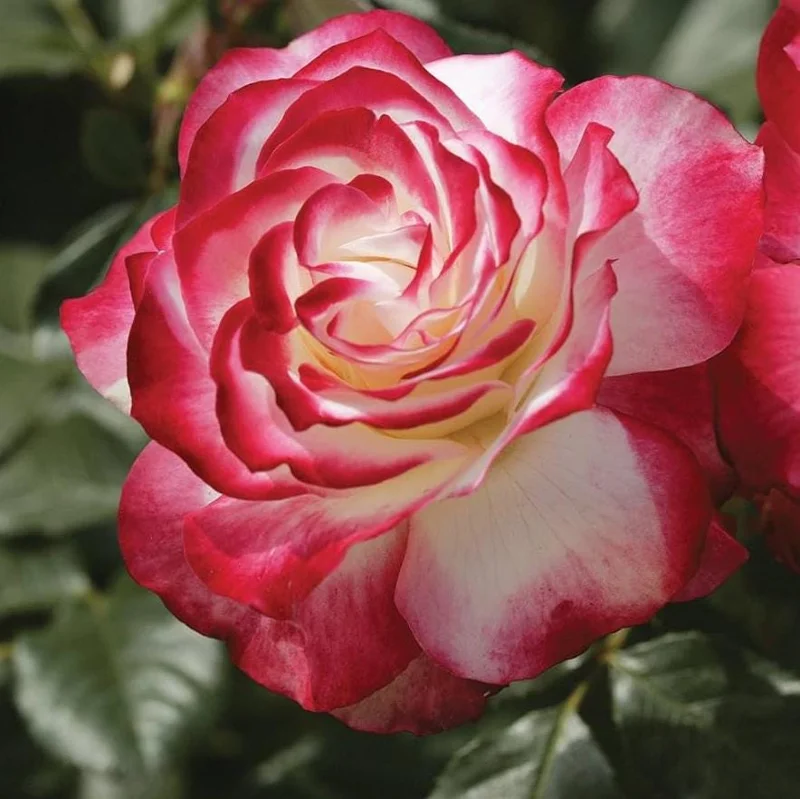 Cherry Parfait Grandiflora Rose Live Plant – 5-8" Tall Bi-Color Rose Bush Starter – Outdoor Cherry Parfait Grandiflora Rose Live Plant – 5-8" Tall Bi-Color Rose Bush Starter – Outdoor - Image 2