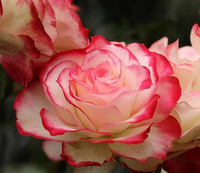 Cherry Parfait Grandiflora Rose Live Plant – 5-8" Tall Bi-Color Rose Bush Starter – Outdoor Cherry Parfait Grandiflora Rose Live Plant – 5-8" Tall Bi-Color Rose Bush Starter – Outdoor - Image 3