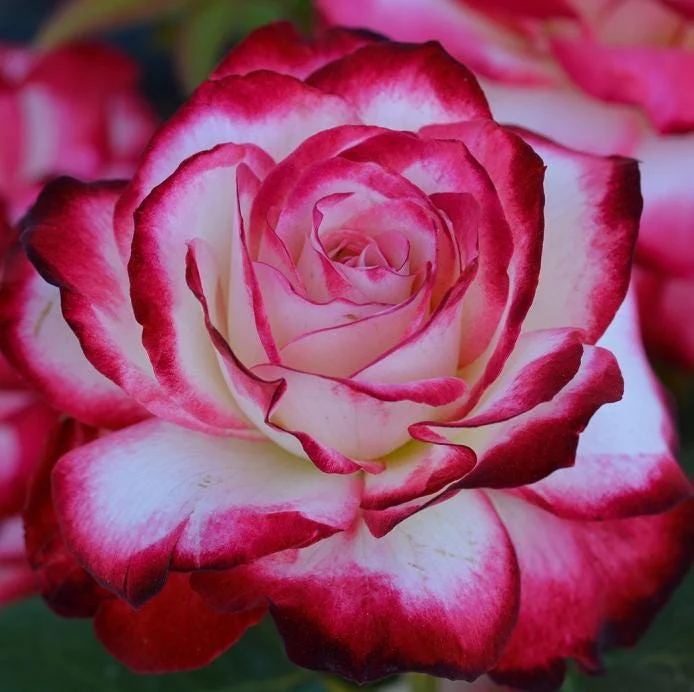 Cherry Parfait Grandiflora Rose Live Plant – 5-8" Tall Bi-Color Rose Bush Starter – Outdoor Cherry Parfait Grandiflora Rose Live Plant – 5-8" Tall Bi-Color Rose Bush Starter – Outdoor - Image 4