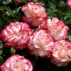 Cherry Parfait Grandiflora Rose Live Plant – 5-8" Tall Bi-Color Rose Bush Starter – Outdoor - Image 1