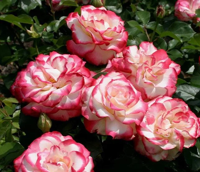 Cherry Parfait Grandiflora Rose Live Plant – 5-8" Tall Bi-Color Rose Bush Starter – Outdoor Cherry Parfait Grandiflora Rose Live Plant – 5-8" Tall Bi-Color Rose Bush Starter – Outdoor - Image 1