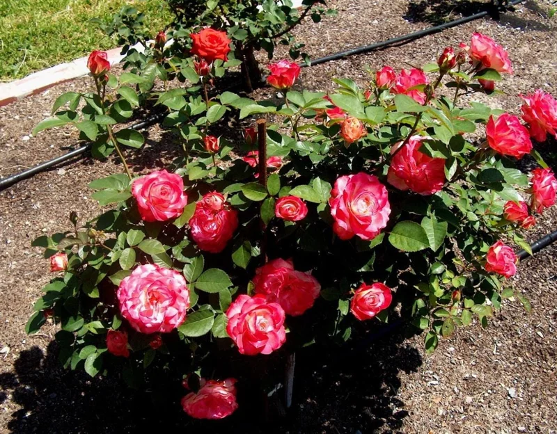 Cherry Parfait Grandiflora Rose Live Plant – 5-8" Tall Bi-Color Rose Bush Starter – Outdoor Cherry Parfait Grandiflora Rose Live Plant – 5-8" Tall Bi-Color Rose Bush Starter – Outdoor - Image 5
