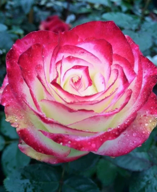 Cherry Parfait Grandiflora Rose Live Plant – 5-8" Tall Bi-Color Rose Bush Starter – Outdoor Cherry Parfait Grandiflora Rose Live Plant – 5-8" Tall Bi-Color Rose Bush Starter – Outdoor - Image 6