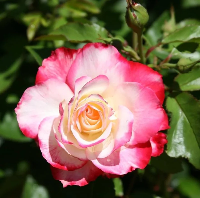 Cherry Parfait Grandiflora Rose Live Plant – 5-8" Tall Bi-Color Rose Bush Starter – Outdoor Cherry Parfait Grandiflora Rose Live Plant – 5-8" Tall Bi-Color Rose Bush Starter – Outdoor - Image 7
