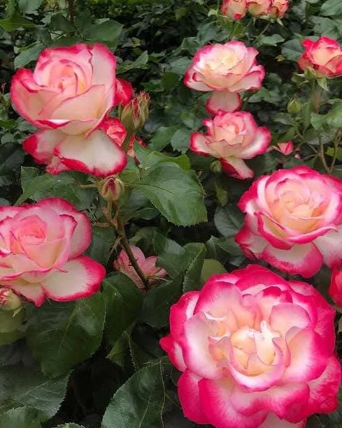 Cherry Parfait Grandiflora Rose Live Plant – 5-8" Tall Bi-Color Rose Bush Starter – Outdoor Cherry Parfait Grandiflora Rose Live Plant – 5-8" Tall Bi-Color Rose Bush Starter – Outdoor - Image 9