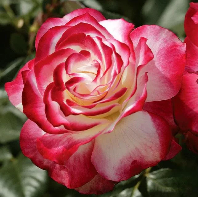 Cherry Parfait Rose Live Plant – Bicolor Floribunda Rose Bush – 4-6 Inch Tall Cherry Parfait Rose Live Plant – Bicolor Floribunda Rose Bush – 4-6 Inch Tall - Image 2